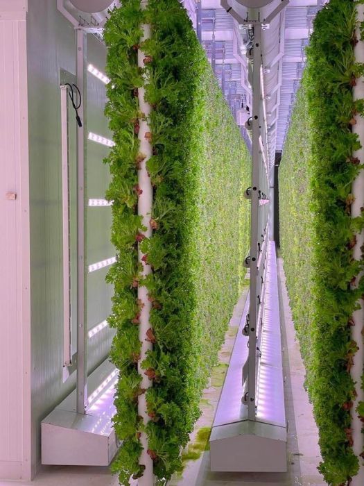 Vertical Farming, Lettuce